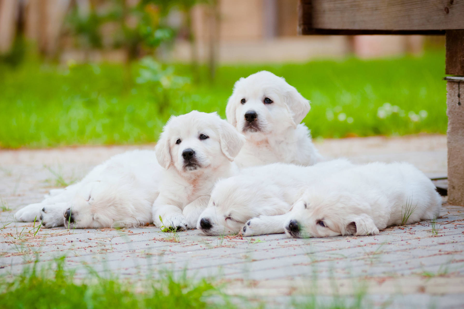 Cachorrosde Golden Retriever Blancos. Fondo de pantalla