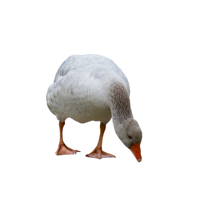 White Goose Isolated Background PNG