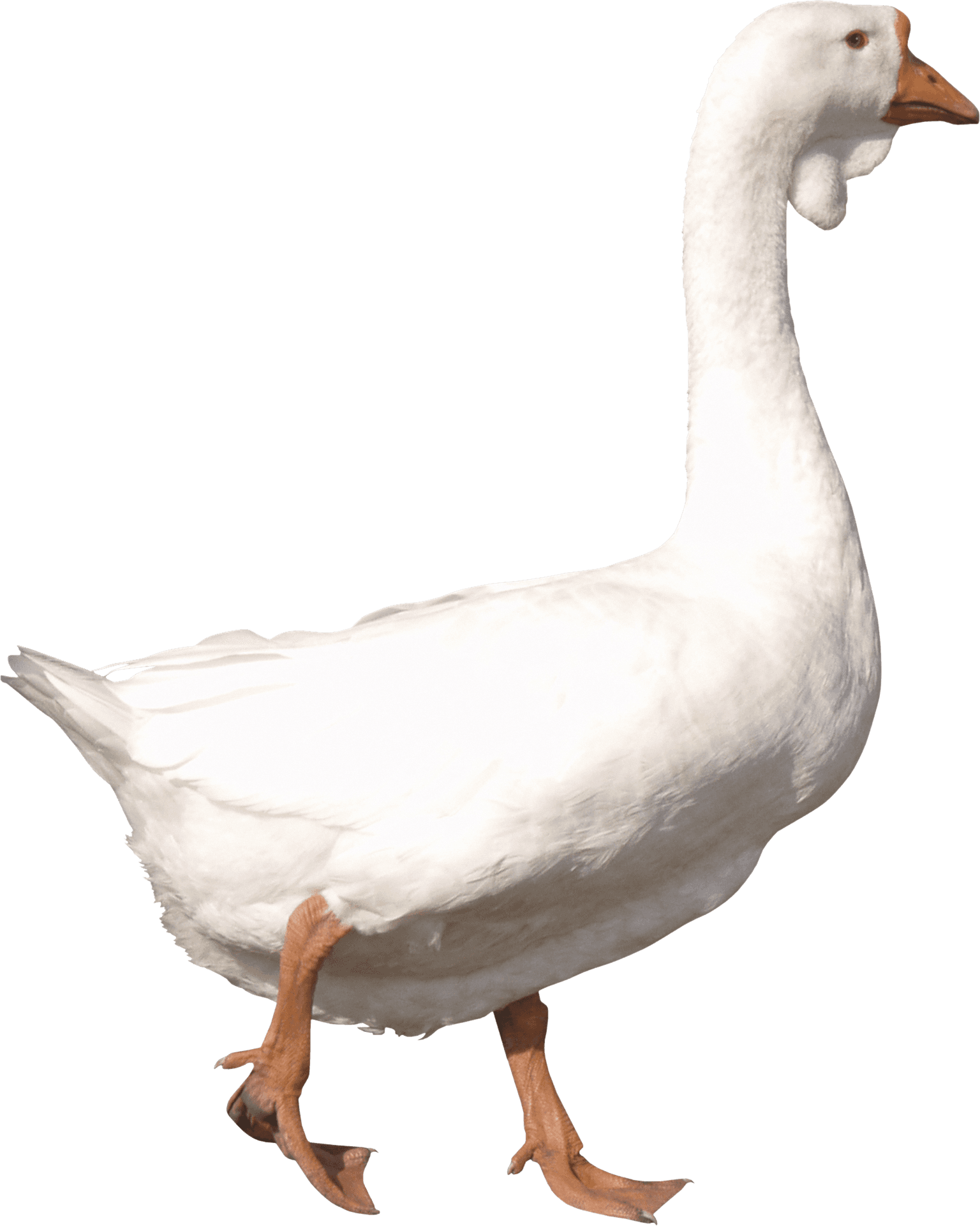 White Goose Standing Transparent Background.png PNG