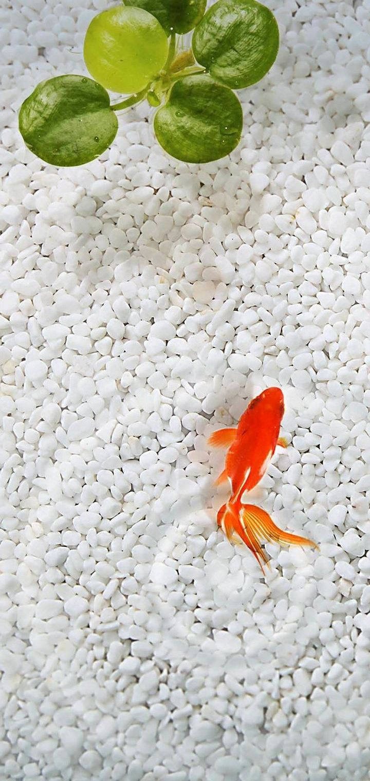 White Gravels With Goldfish Iphone Wallpaper