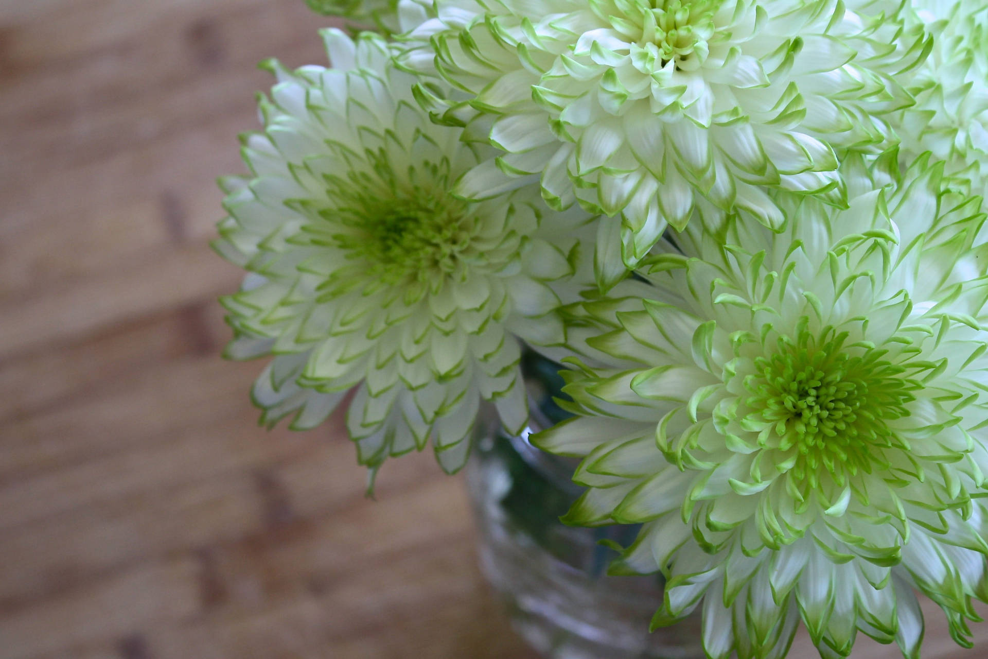 Floresbrancas E Verdes Em Um Vaso De Crisântemos. Papel de Parede
