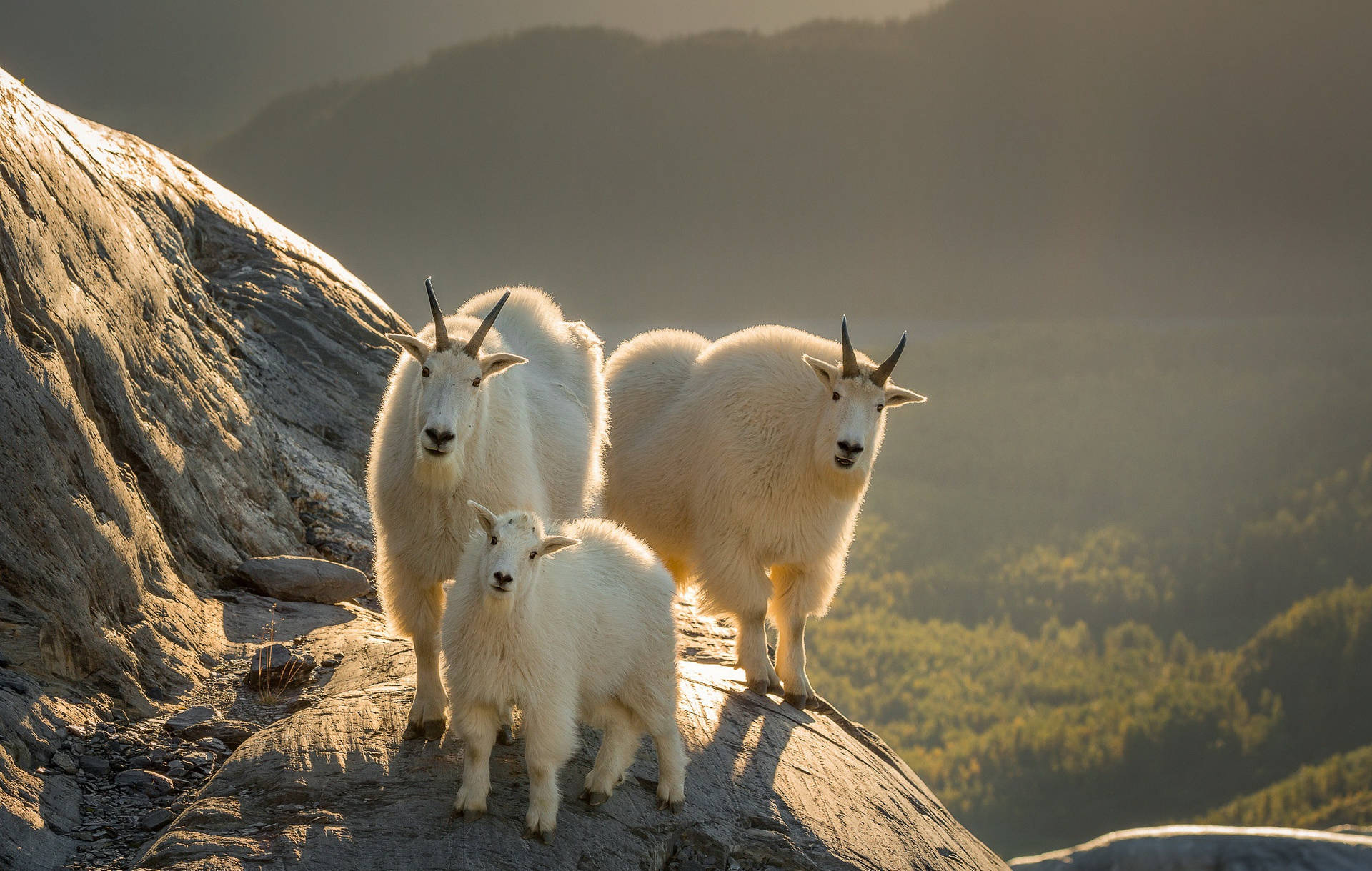 Family of White-Haired Goats Grazing in a Green Field Wallpaper