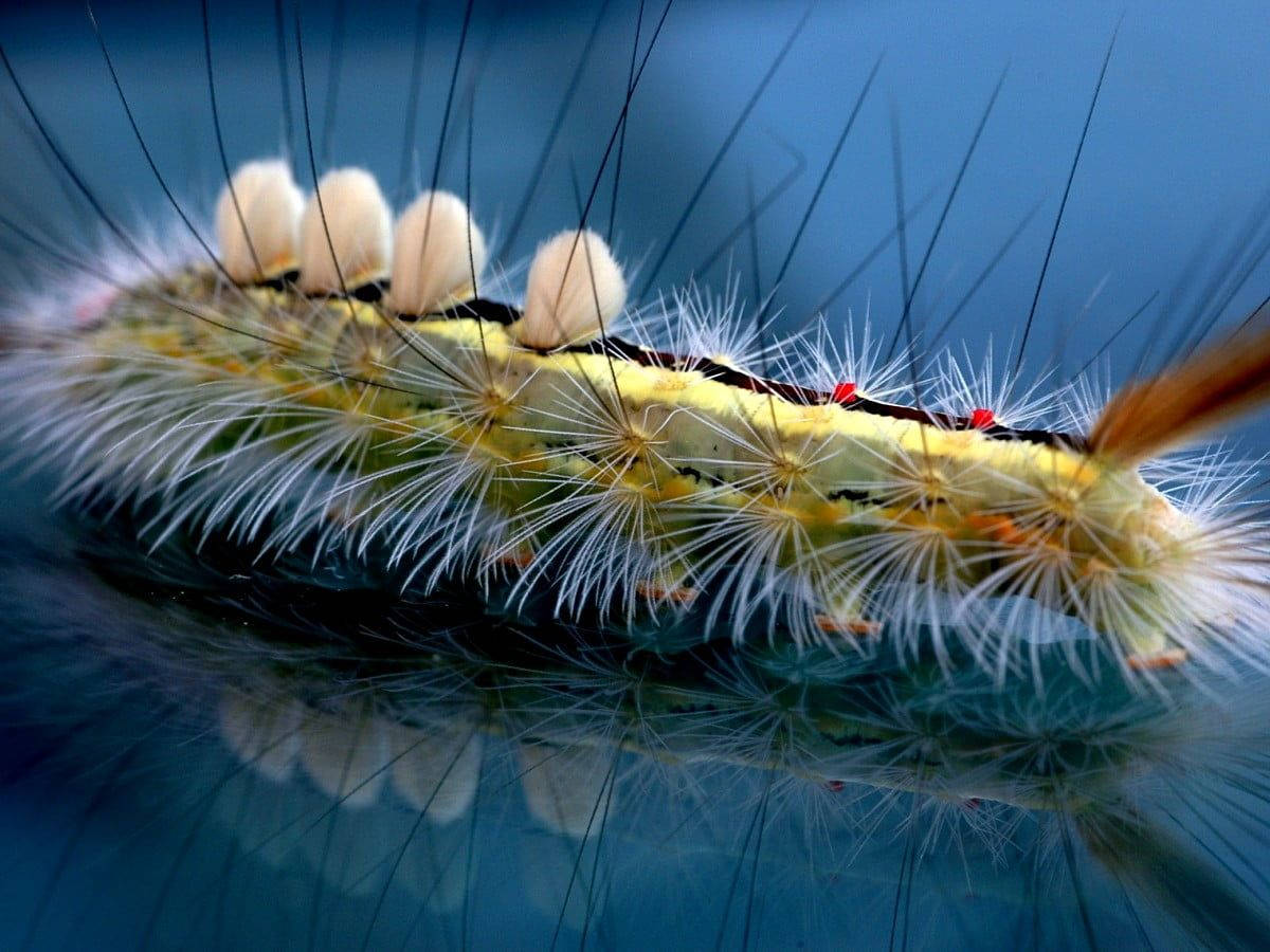 White Hairy Caterpillar Background