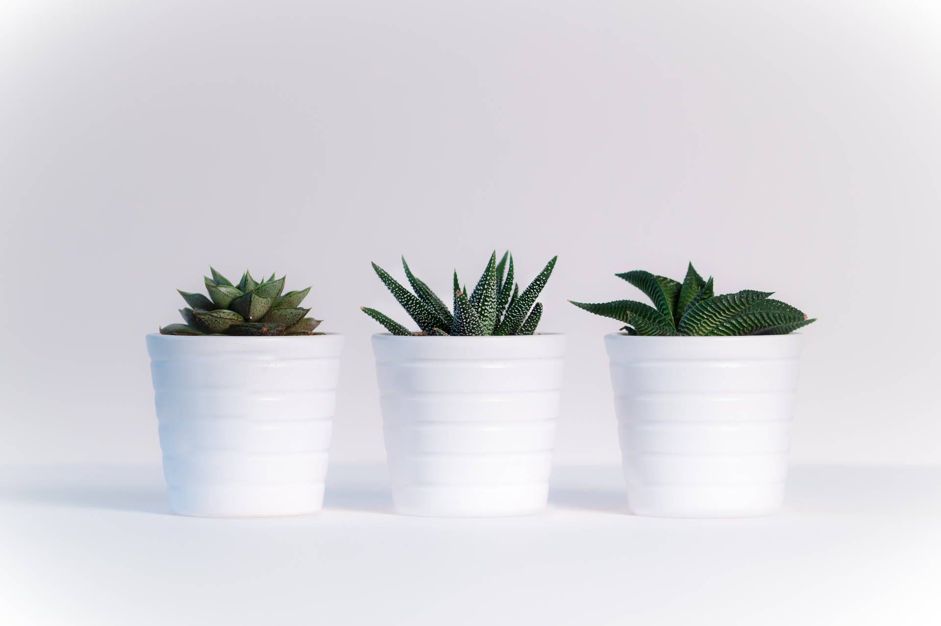 White Hd Potted Plants