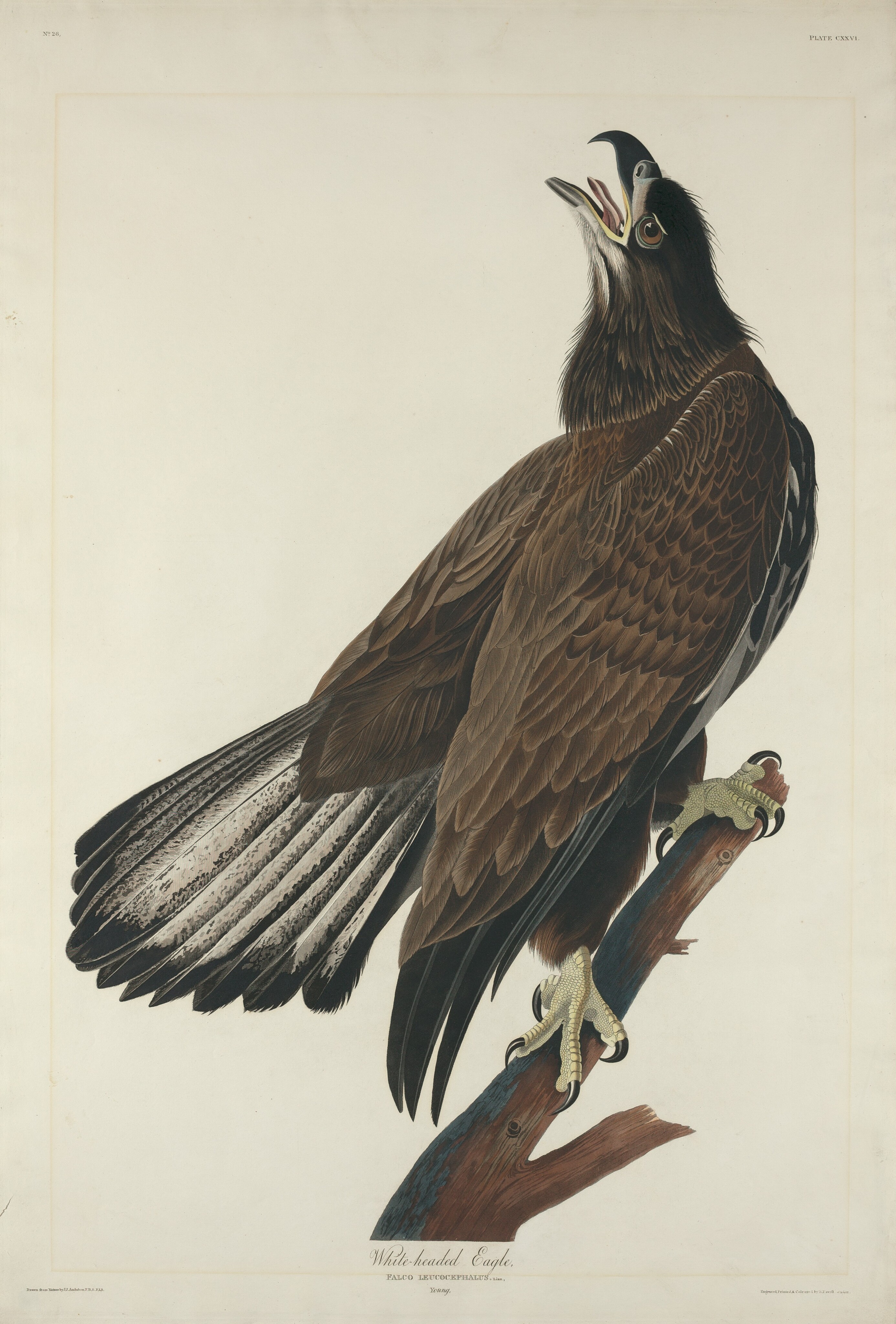 White-Headed Eagle Wallpaper