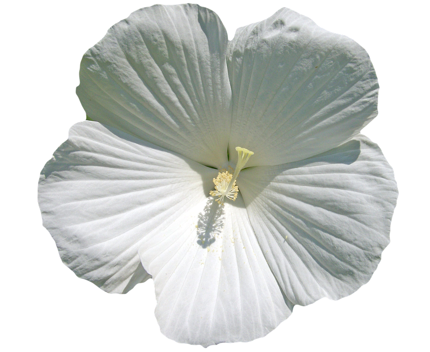 White Hibiscus Flower Transparent Background PNG