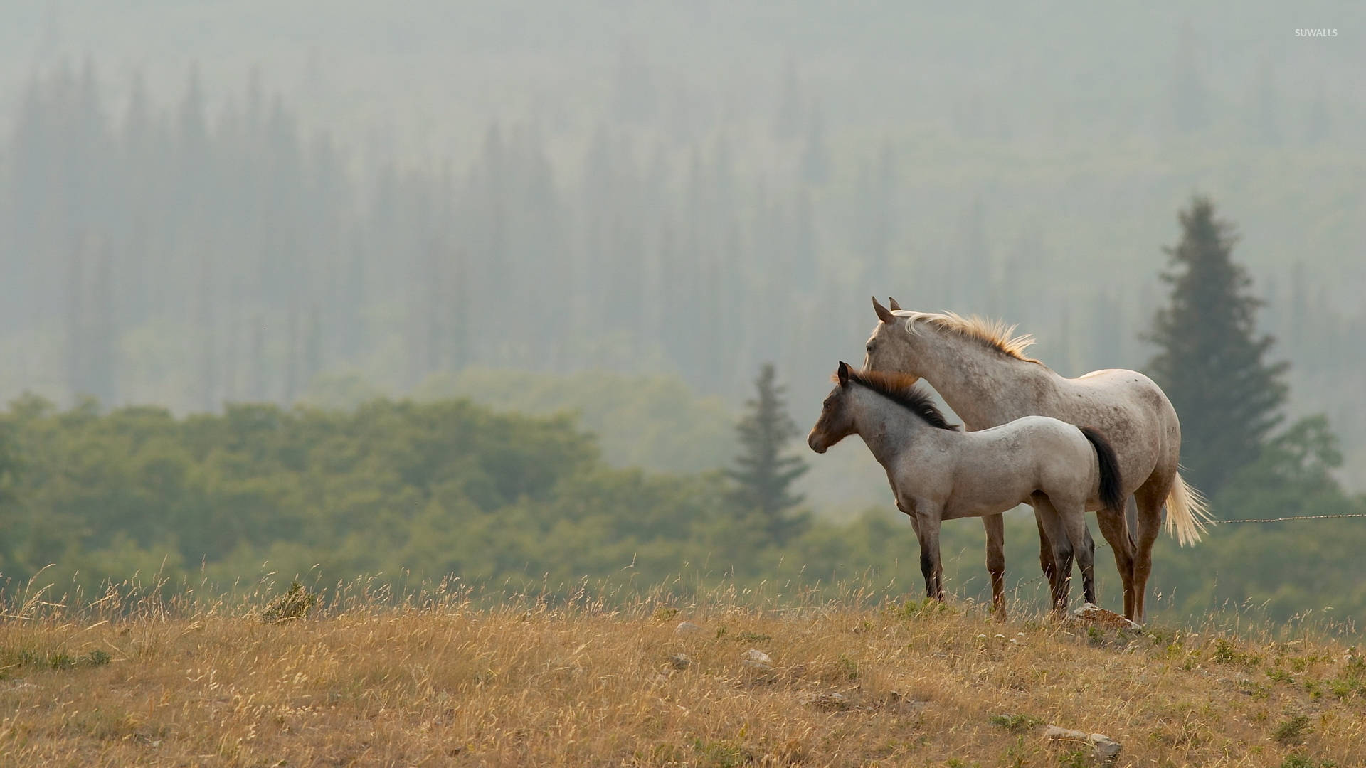 Running In A Field - Hvid hest og føl løb i et felt Wallpaper