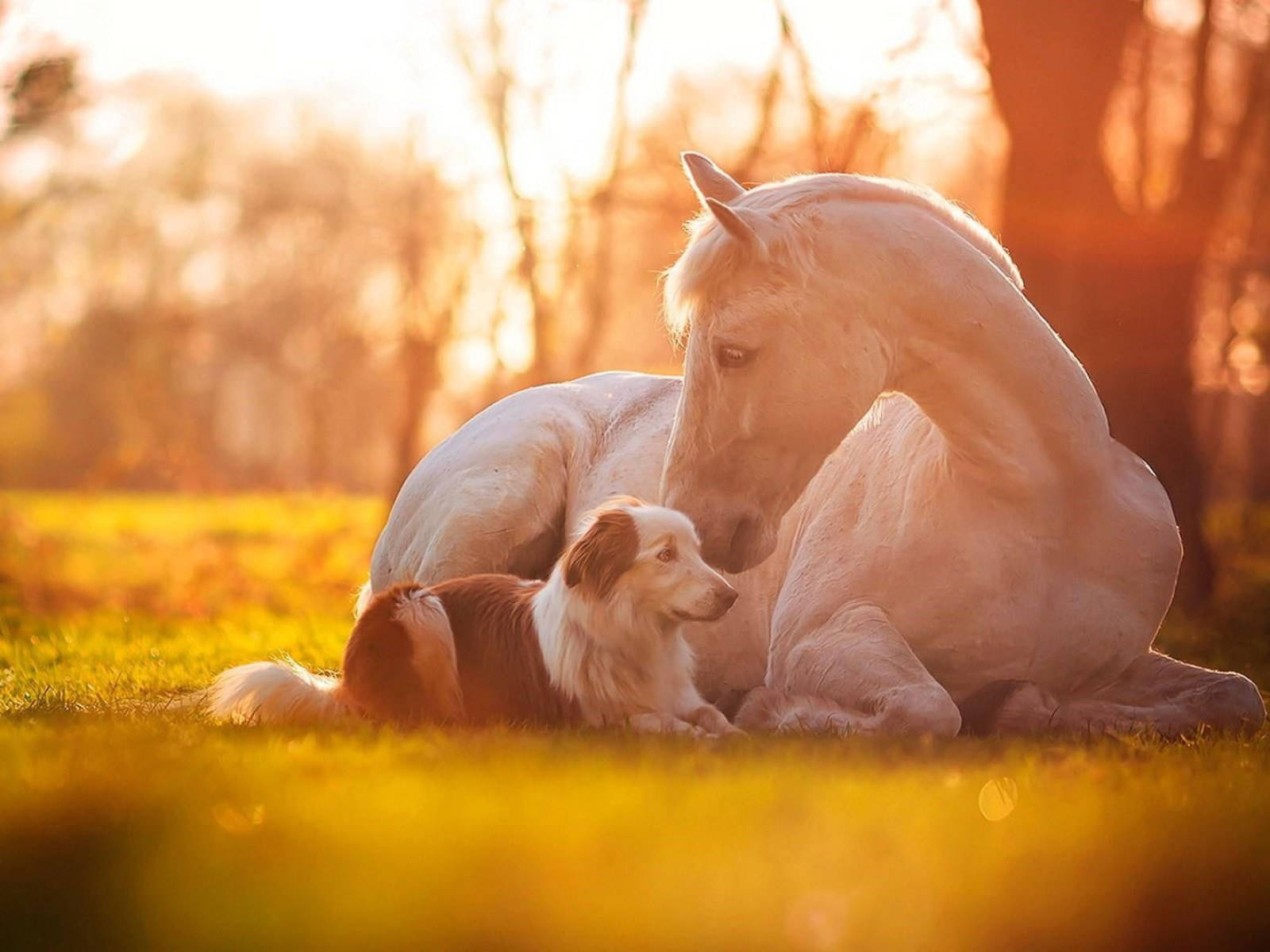 White Horse And Guard Dog Wallpaper