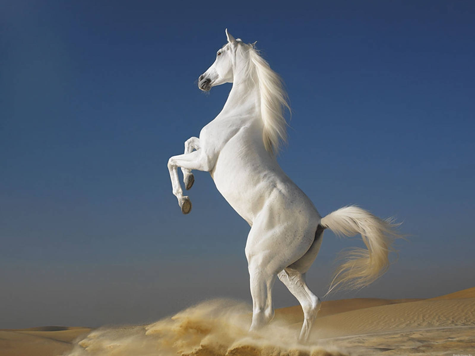 White Horse Animal On Desert Sand Wallpaper