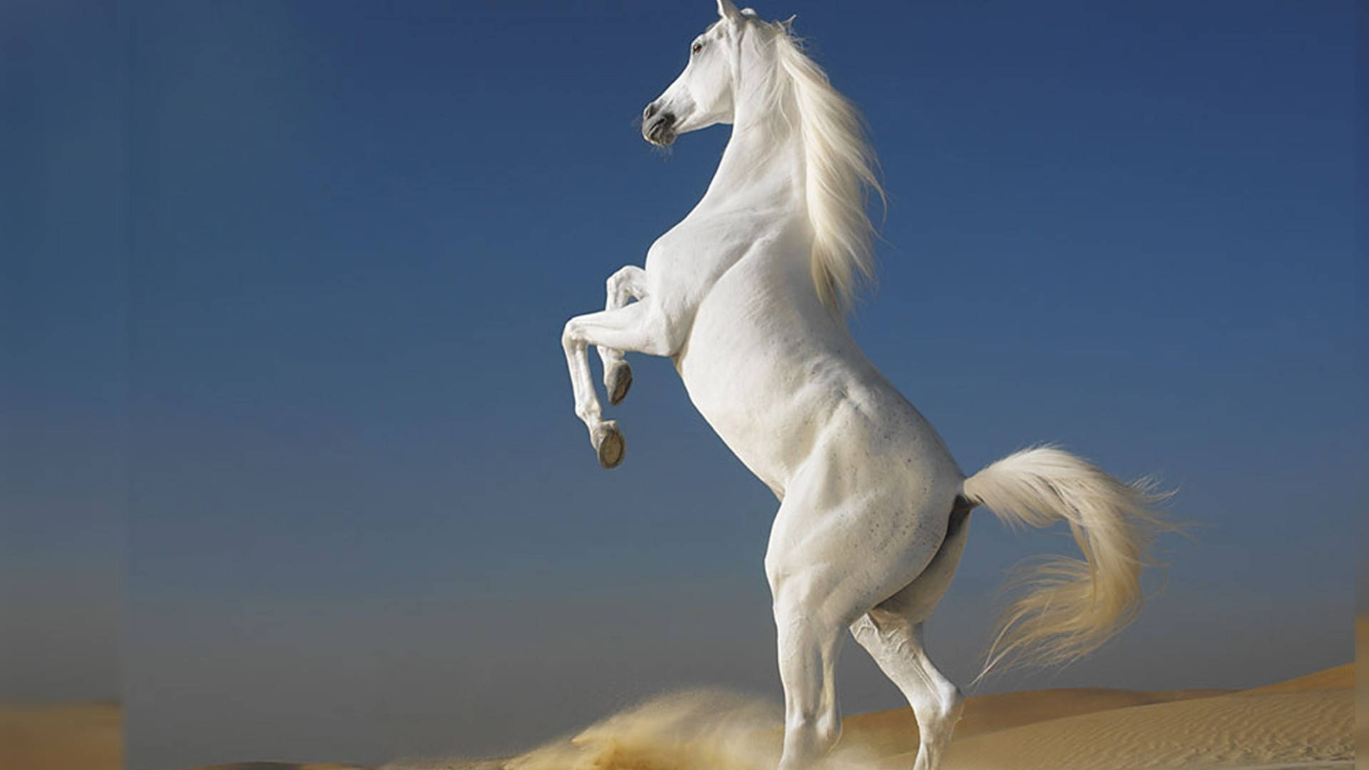 Il Miglior Desktop Di White Horse Sfondo