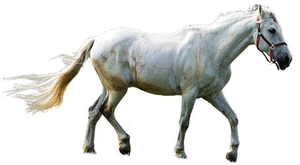 White Horse Black Background PNG