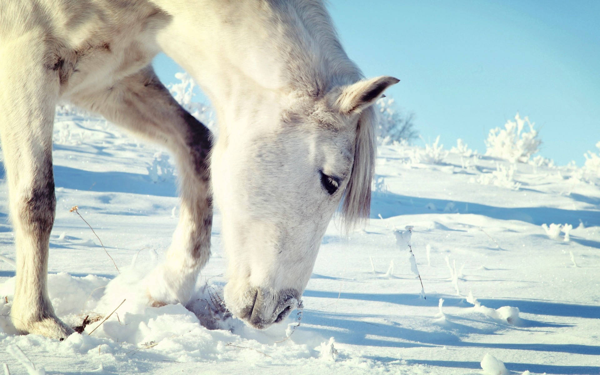 White Horse Grazing In Snow