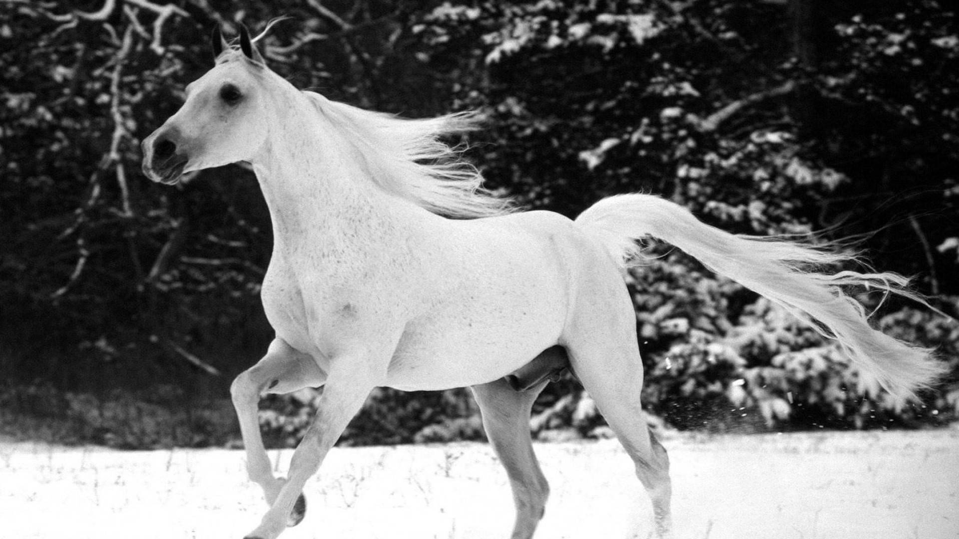 White Horse In Black And White Wallpaper