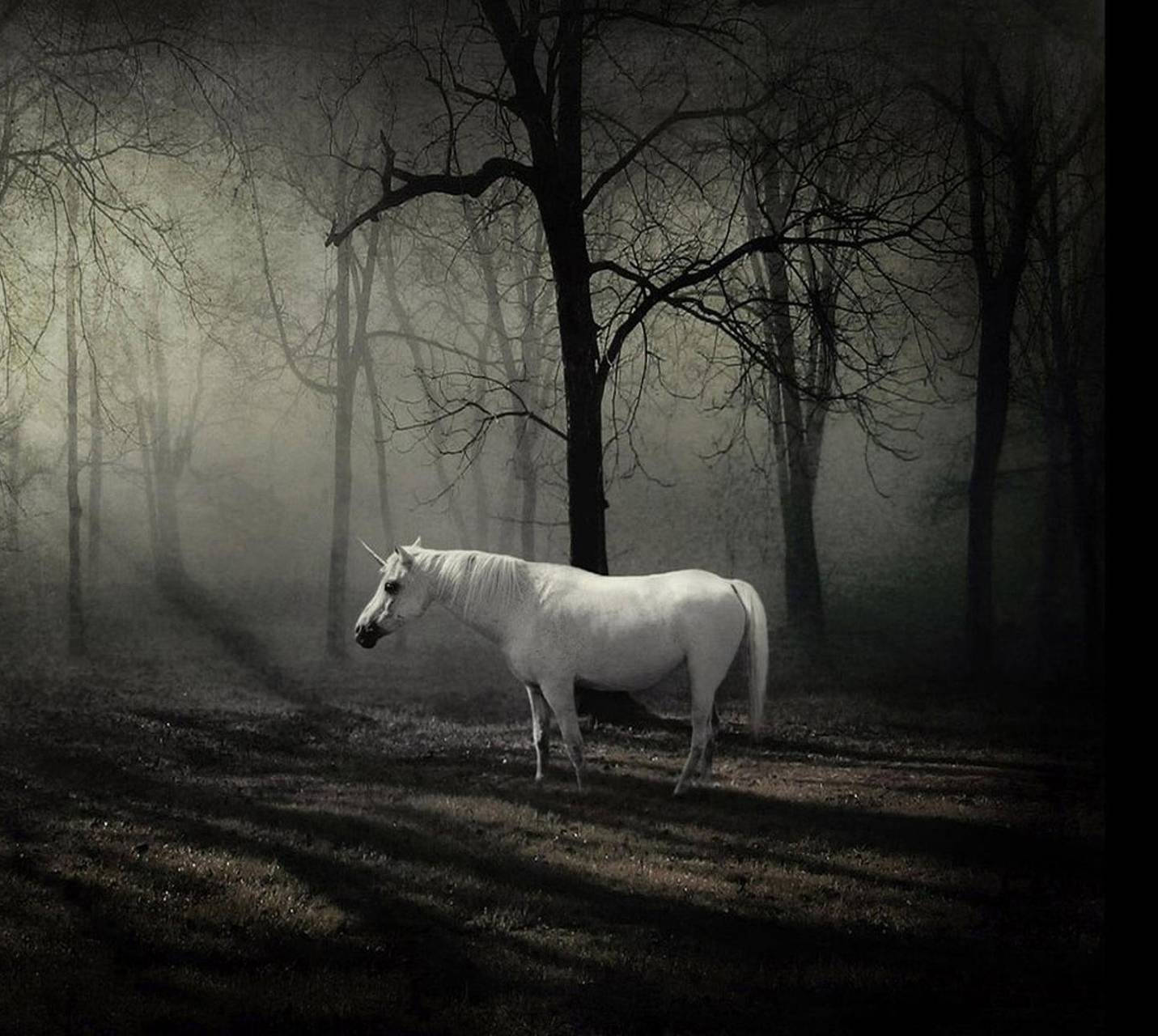 Hvid Hest I Uhyggelig Skov Wallpaper