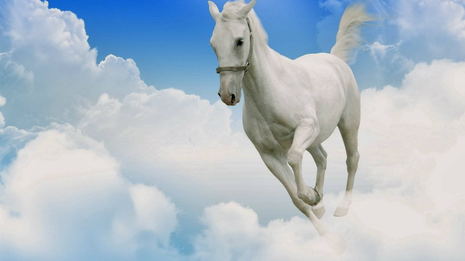 White Horse In The Clouds Wallpaper