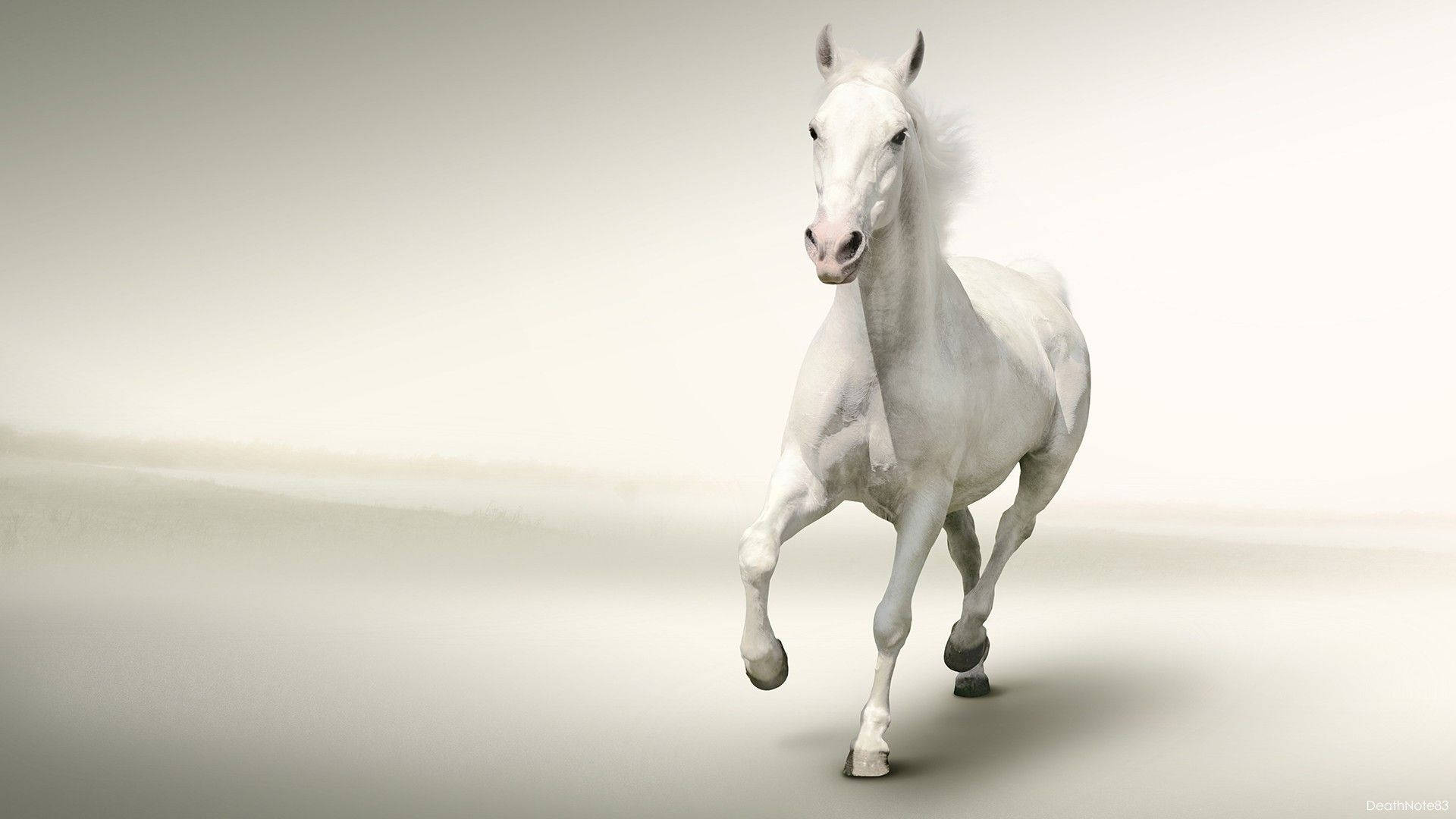 White Horse On White Background Wallpaper