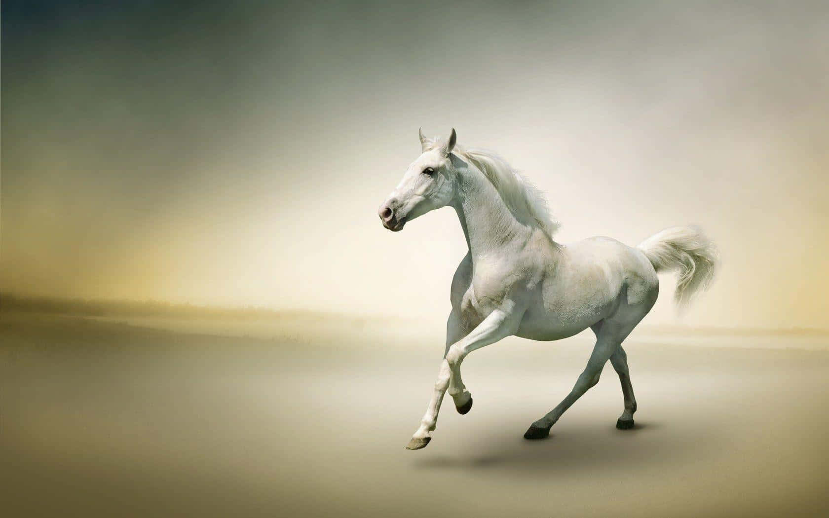 Wild White Horse Majestically Running in the Open Field