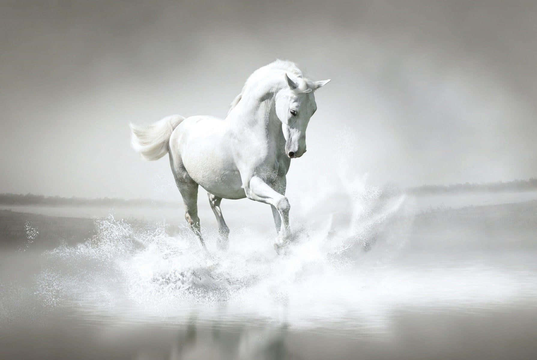 A wild white horse running through a grassy meadow