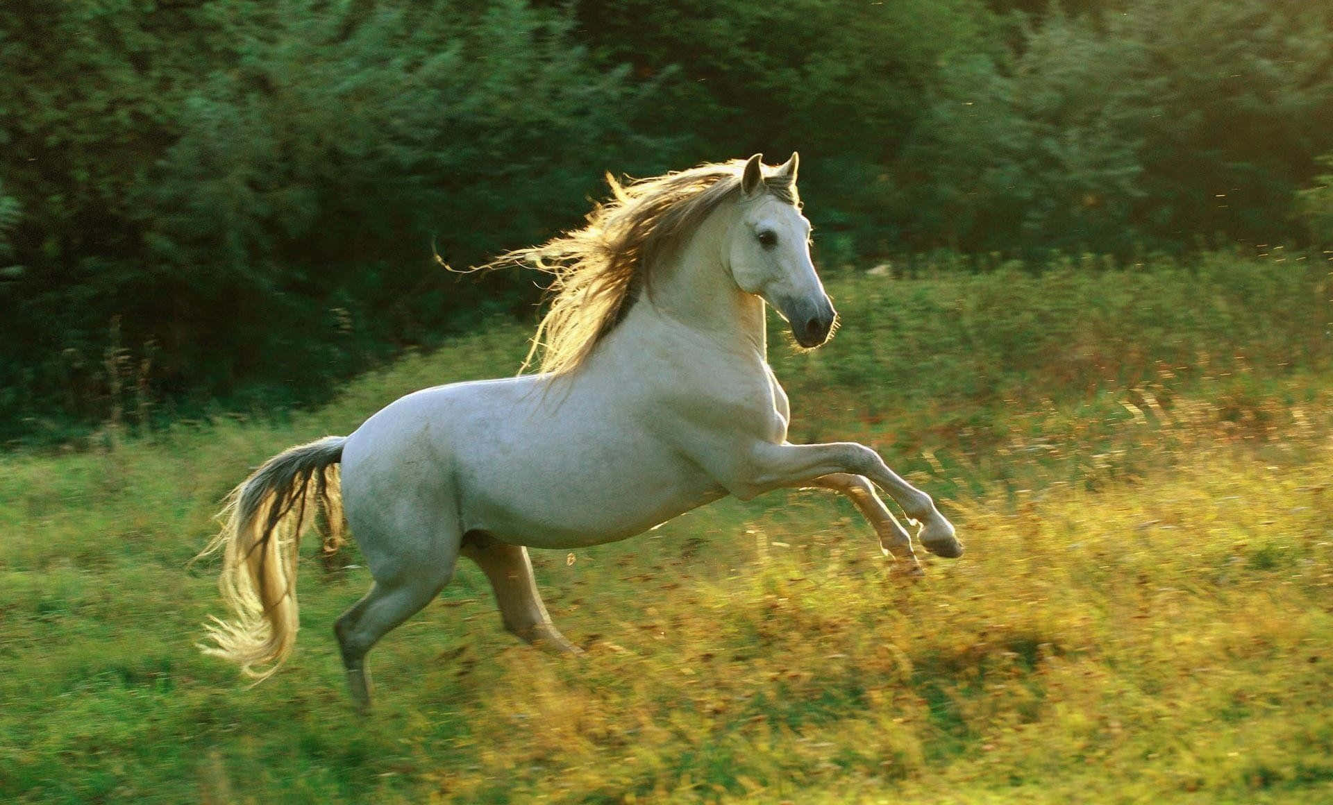 A white horse running freely in the meadow