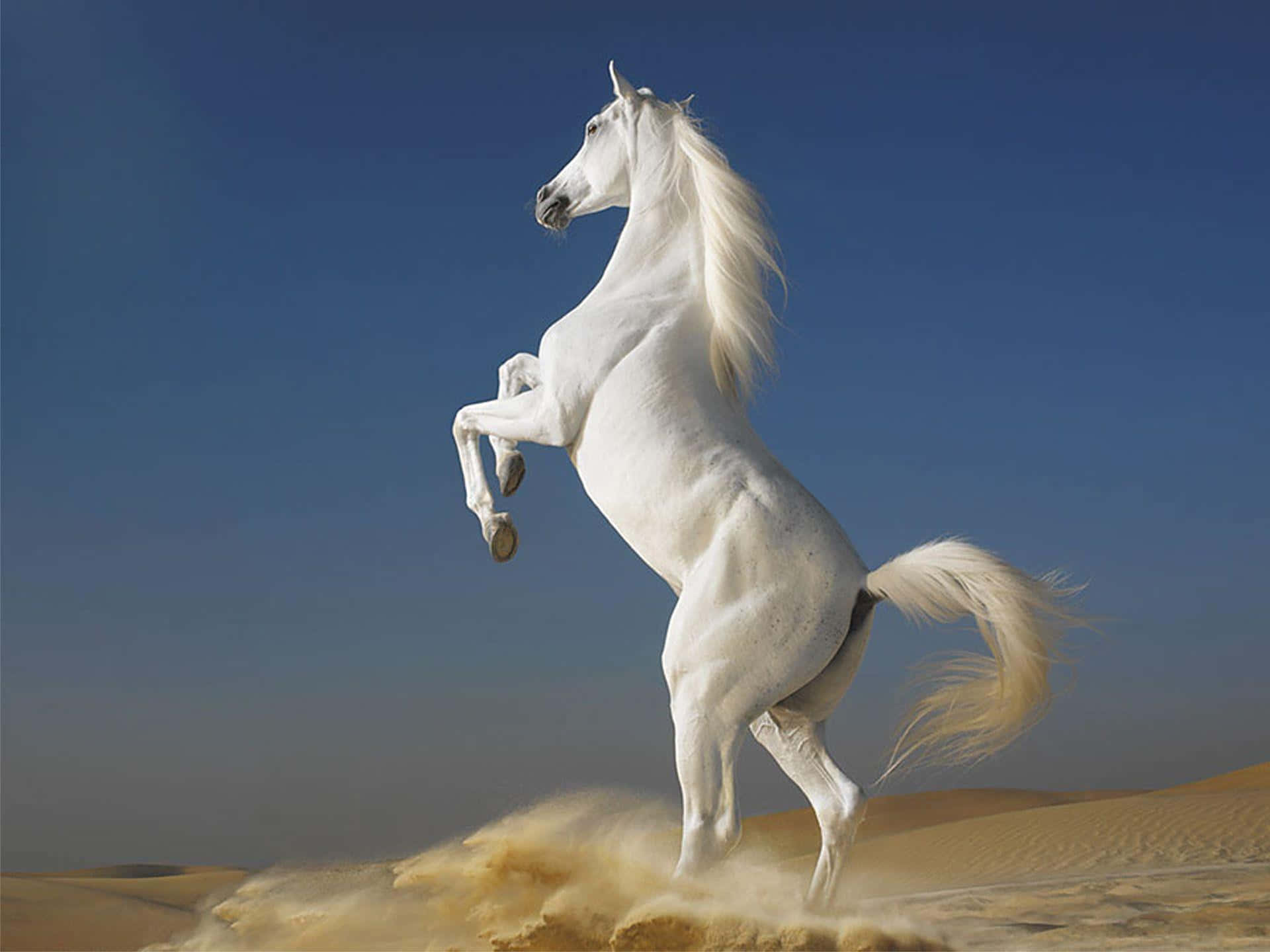 Majestic White Horse Galloping Through Snowy Field.