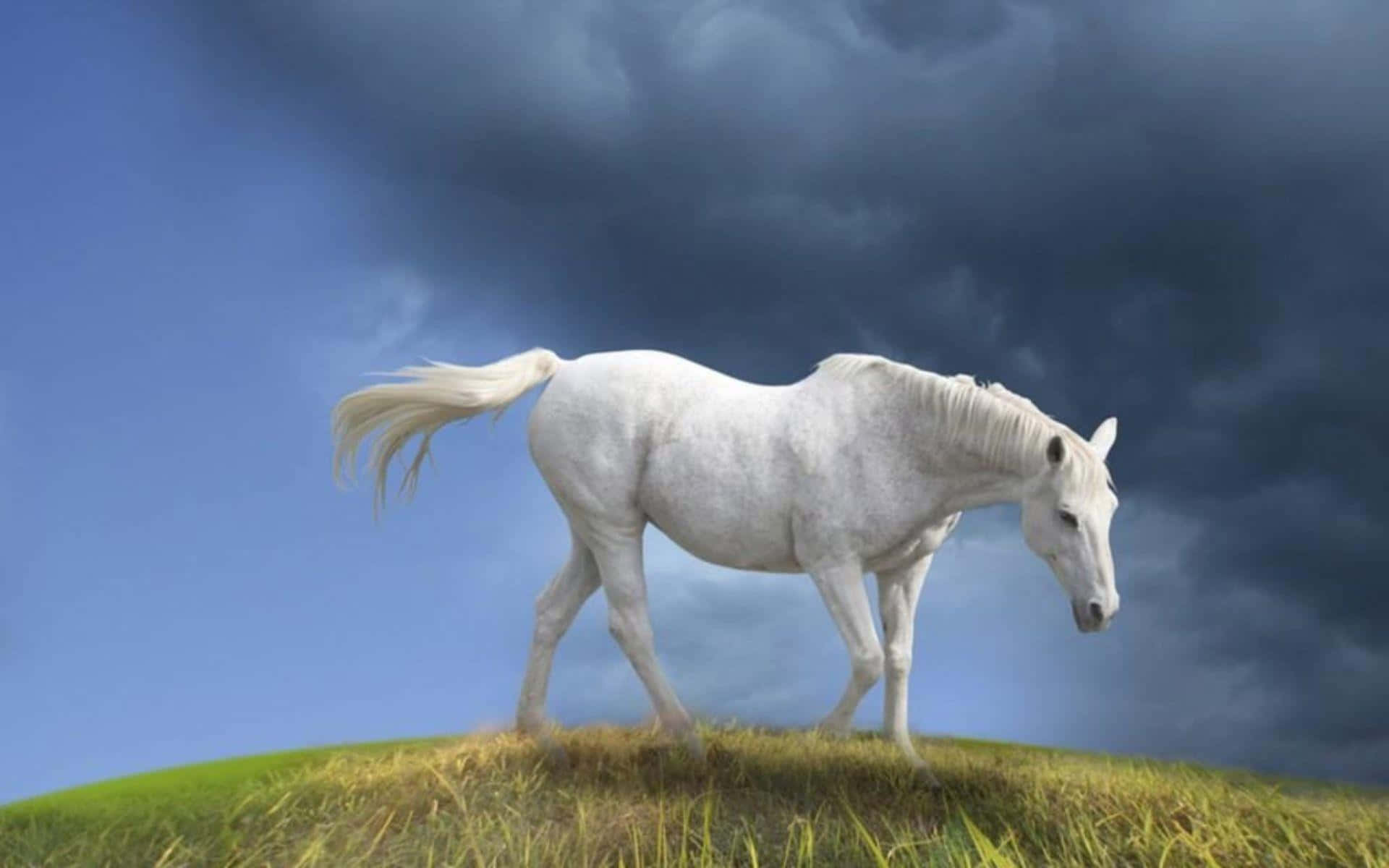 "A majestic white horse gallops across the countryside"