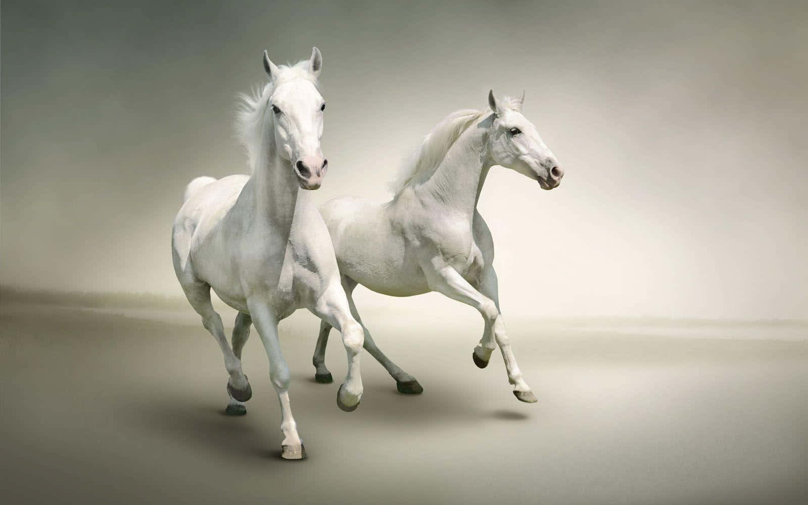 Majestic White Horse Charge