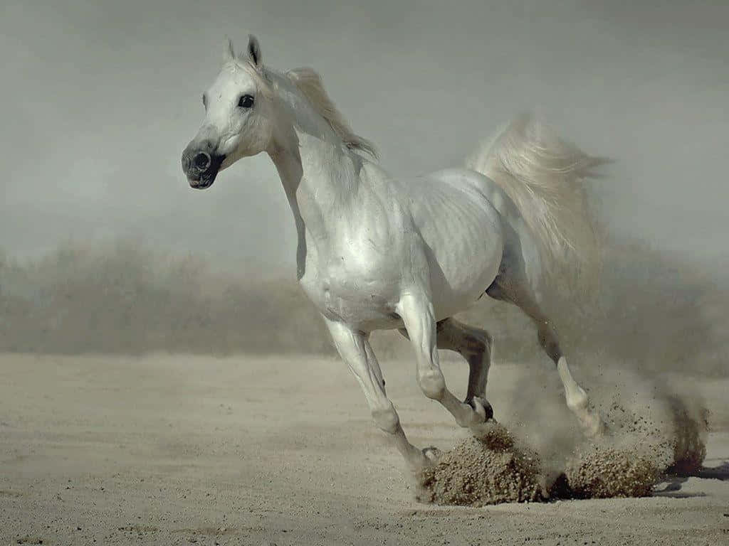 Immaginemaestoso Cavallo Bianco Che Corre Attraverso Le Pianure