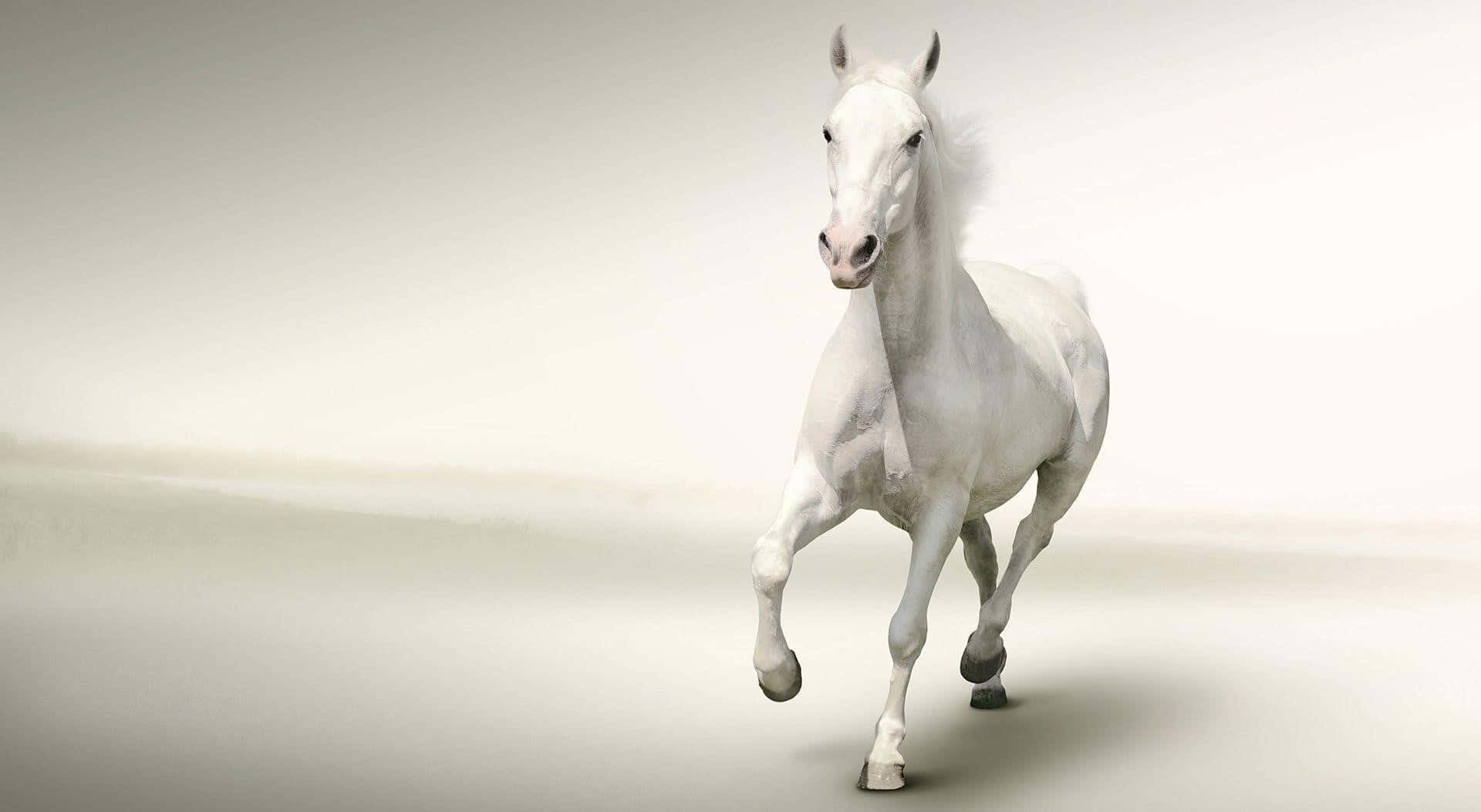 Immagineun Maestoso Cavallo Bianco In Una Mattina Nebbiosa
