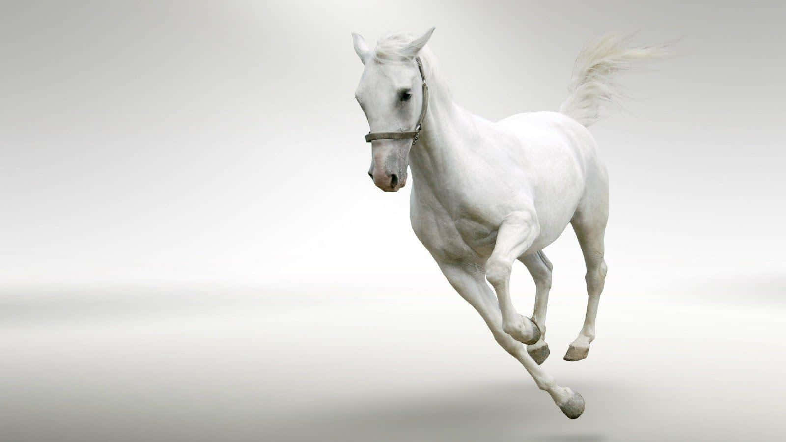 Enmajestætisk Hvid Hest, Der Flyver Gennem Luften.