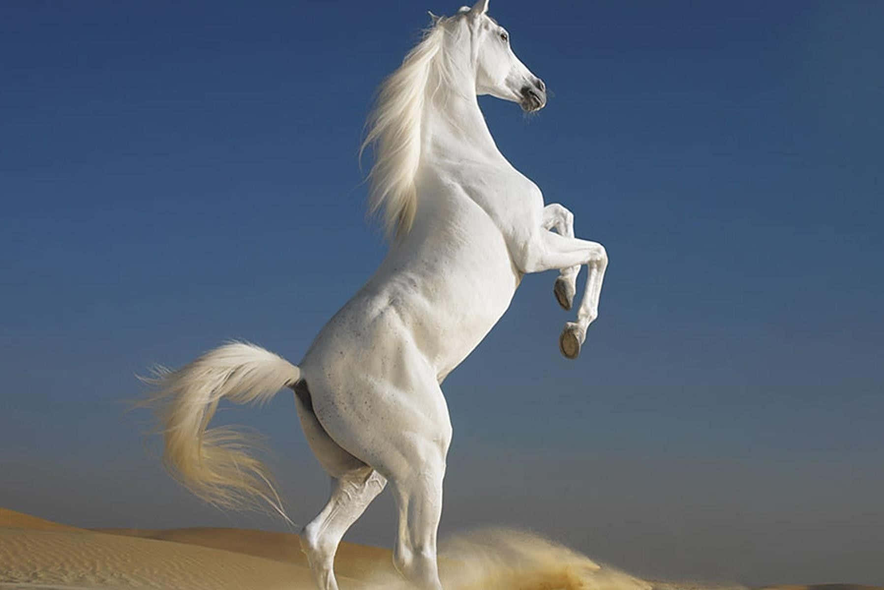 A white horse stands majestically in the countryside.
