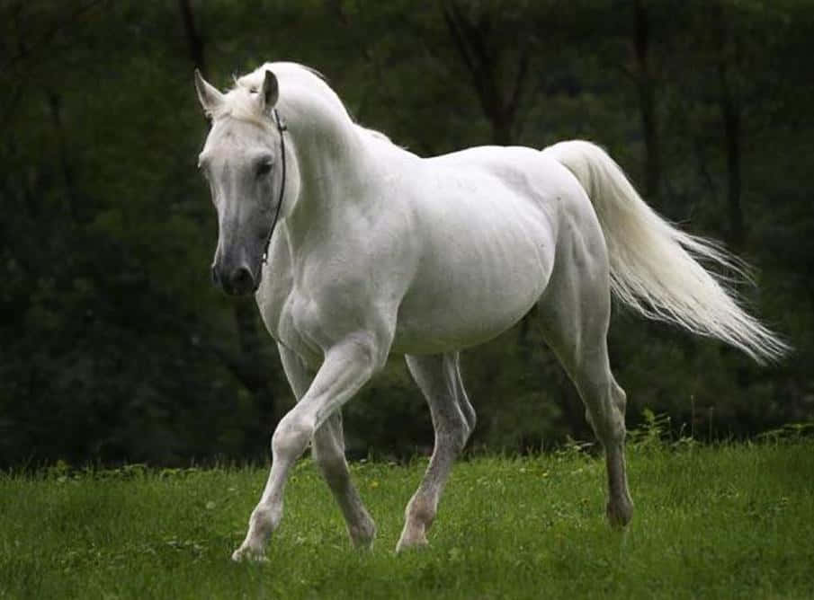 A majestic white horse running wild in the meadow.