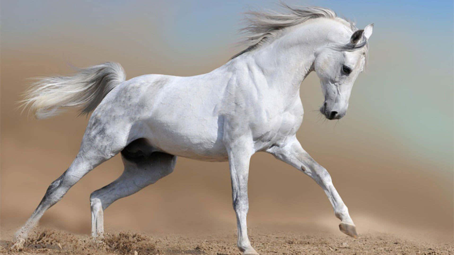 Unmaestoso Cavallo Bianco Che Si Erge Con Grazia In Un Prato, Prendendo Il Tempo Per Godersi L'atmosfera Tranquilla Che Lo Circonda.