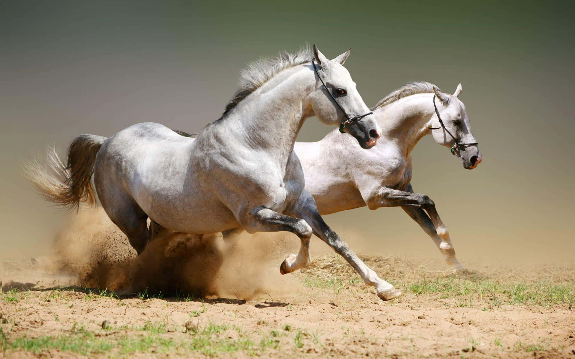Immaginedi Un Bianco Cavallo Che Trotta Graziosamente Attraverso Il Prato