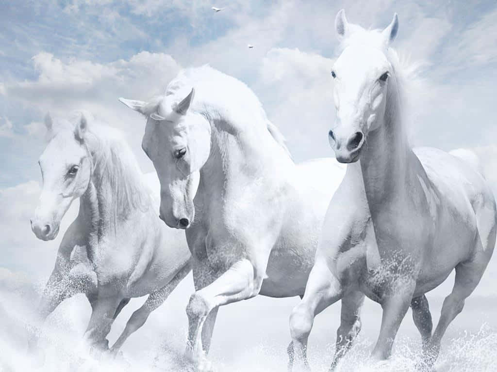 "Free to Roam - The Majestic White Horse"