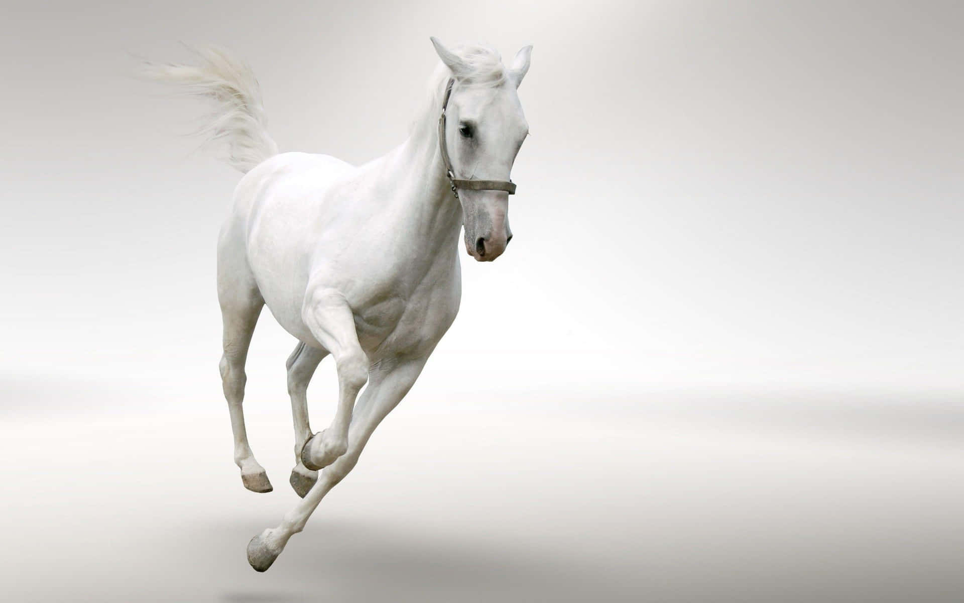 Immagineun Maestoso Cavallo Bianco Che Mostra La Sua Bella Criniera