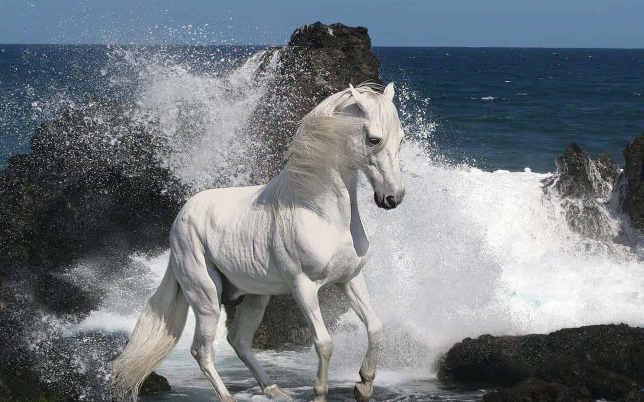Uomoche Cavalca Un Maestoso Cavallo Bianco