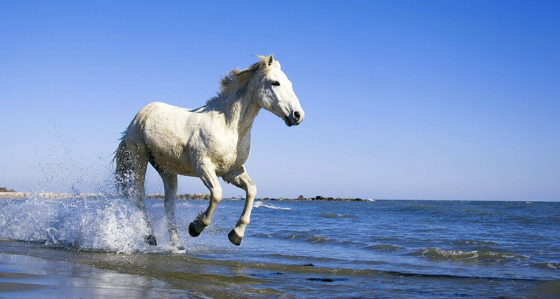 Majestic White Horse