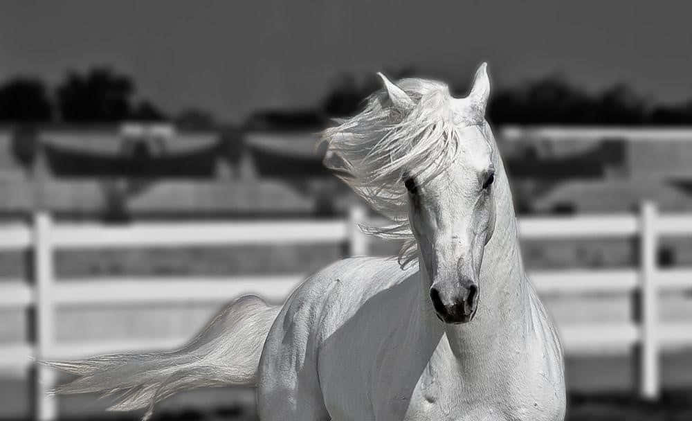 Majestic White Horse Enjoying a Sunny Day