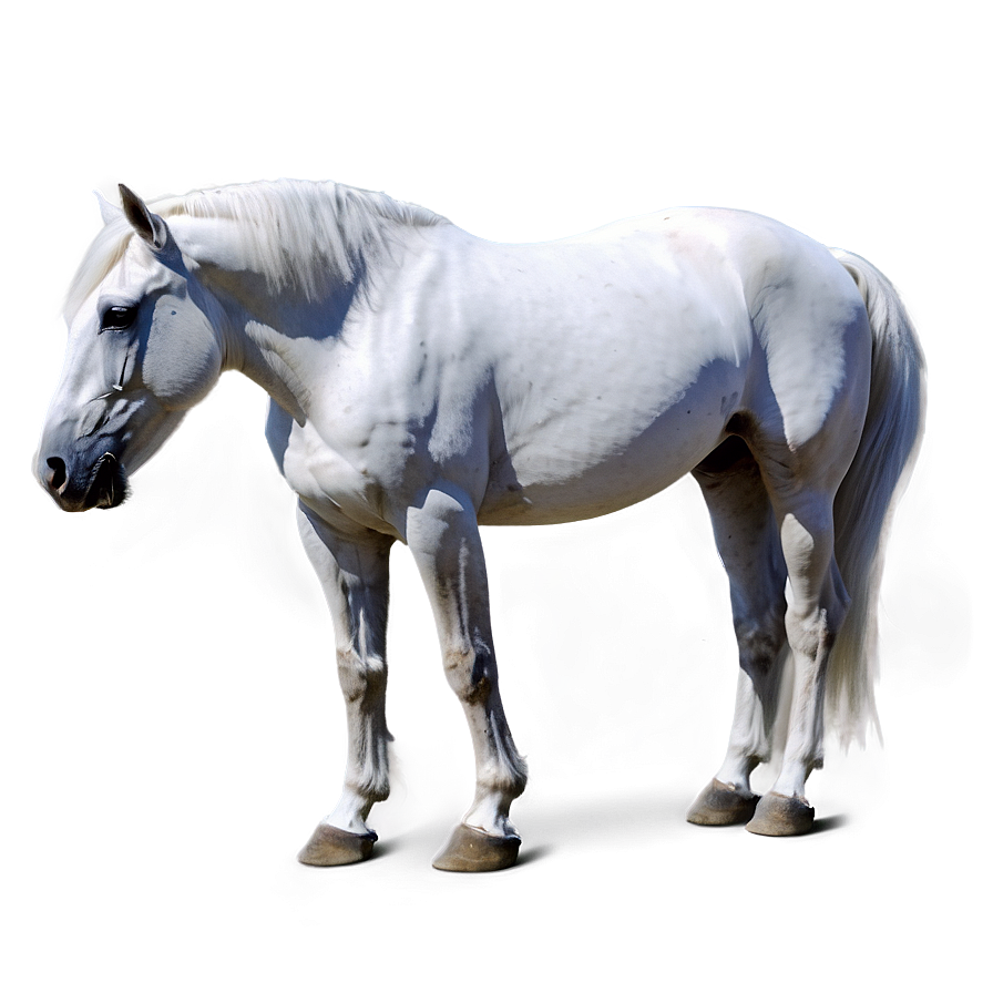 White Horse Png 05032024 PNG