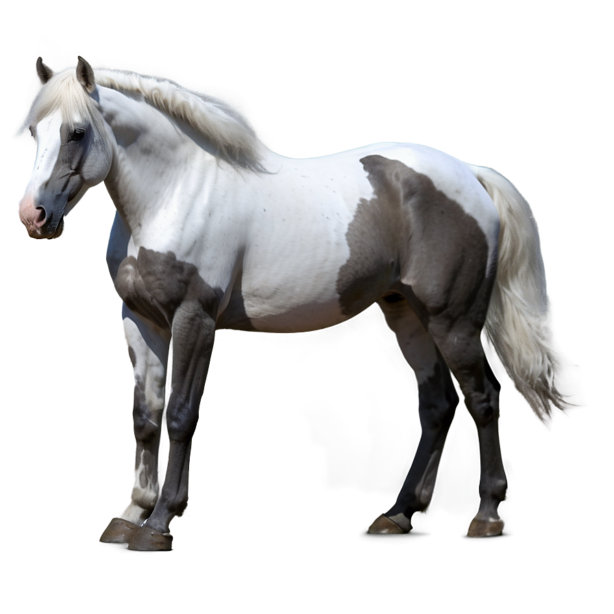 White Horse Png 80 PNG