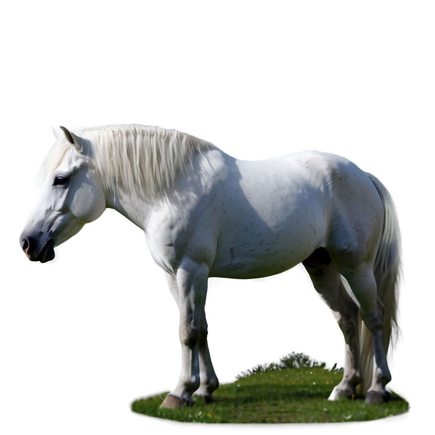 White Horse Png Phe PNG
