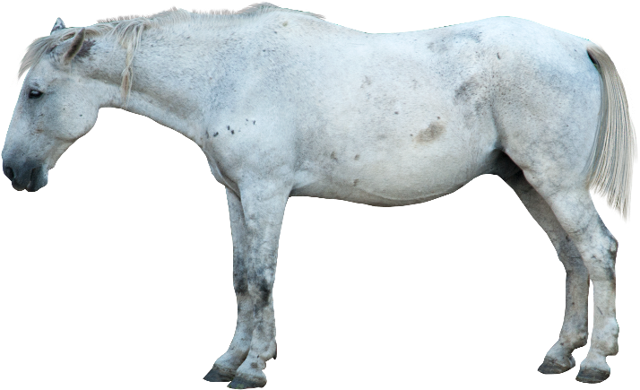 White Horse Profile Isolated PNG