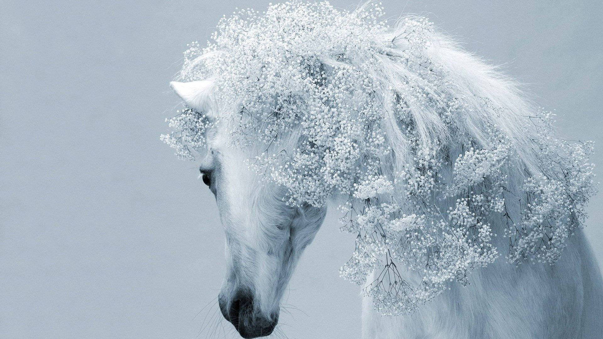 Hvide hestes majestætiske manke står på tværs af muret. Wallpaper