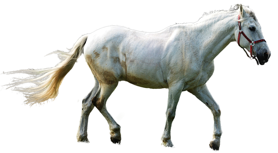 White Horse Transparent Background PNG