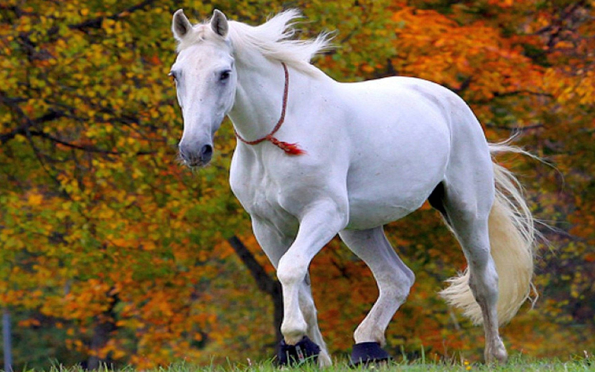 Download White Horse With Red Rope Wallpaper Wallpapers Com