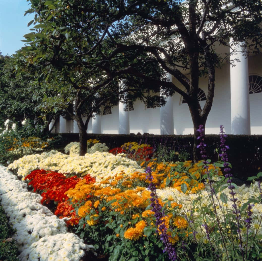 A Flower Bed With Many Different Colored Flowers
