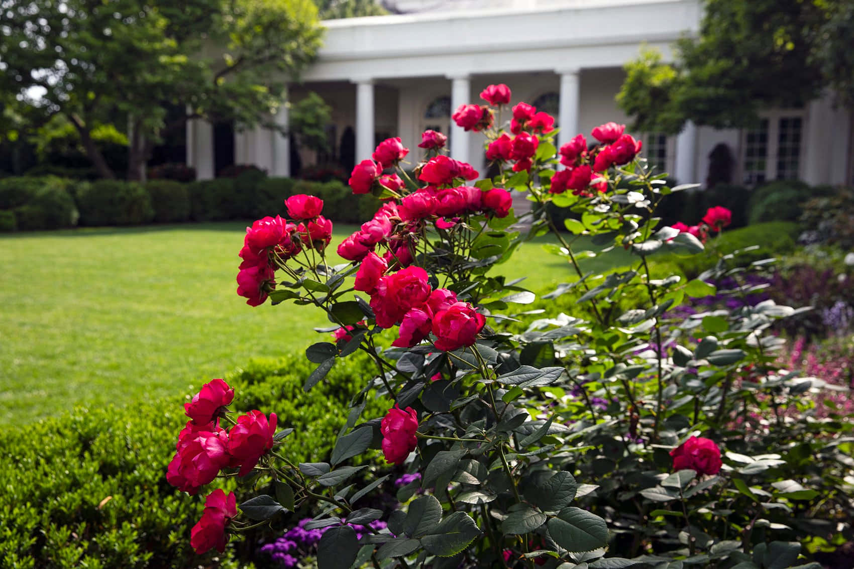 Take a break from the hustle and bustle of the nation's capital and relax in the tranquil White House Rose Garden.