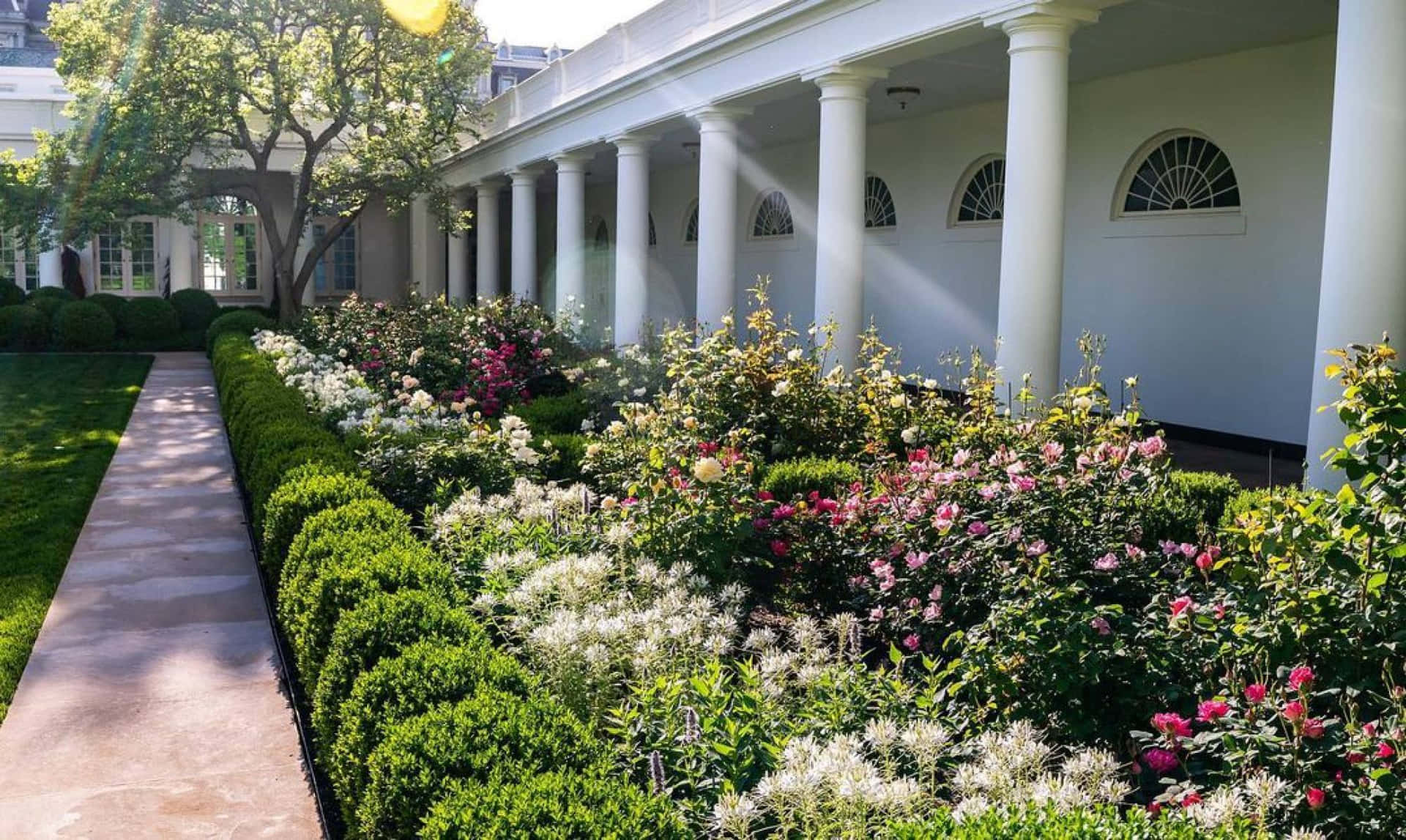 Disfrutandode Momentos Tranquilos En El Jardín De Rosas De La Casa Blanca.