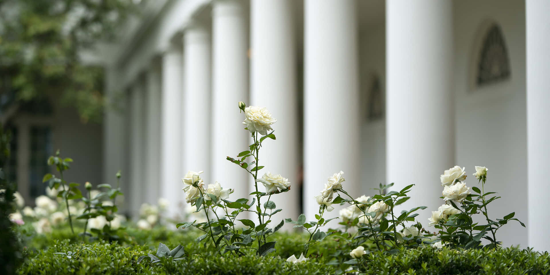 The White House Rose Garden in full bloom