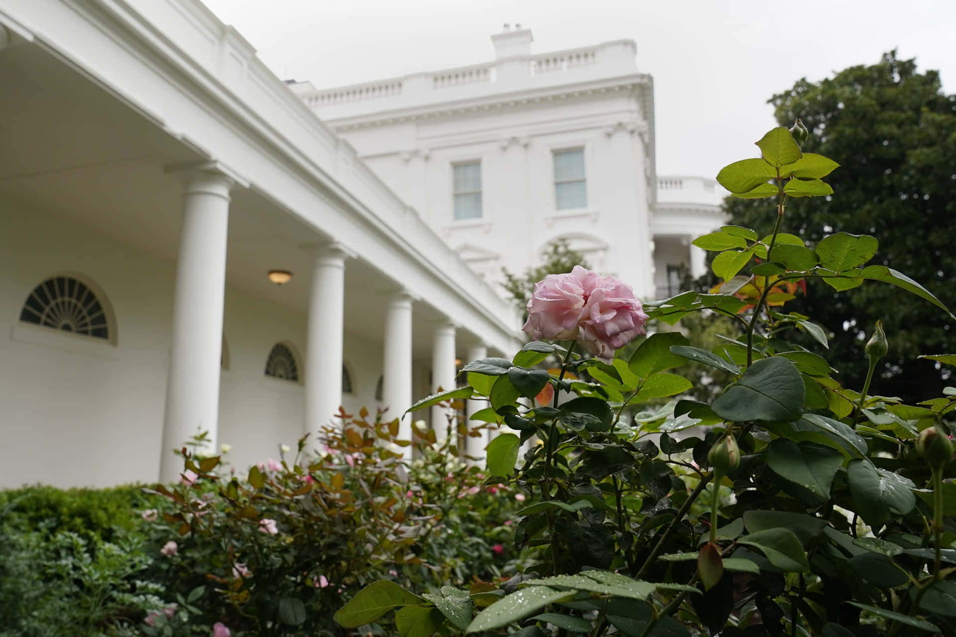 A White House With A Rose In Front Of It